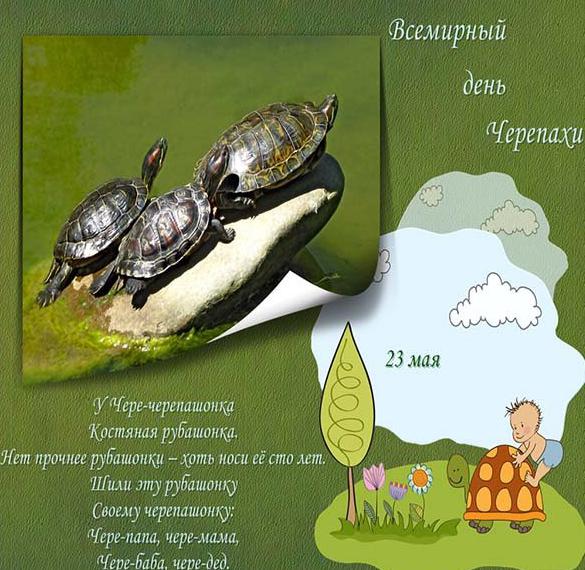 Красивая открытка с днем черепахи