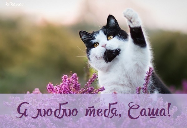 Красивый кот с цветами