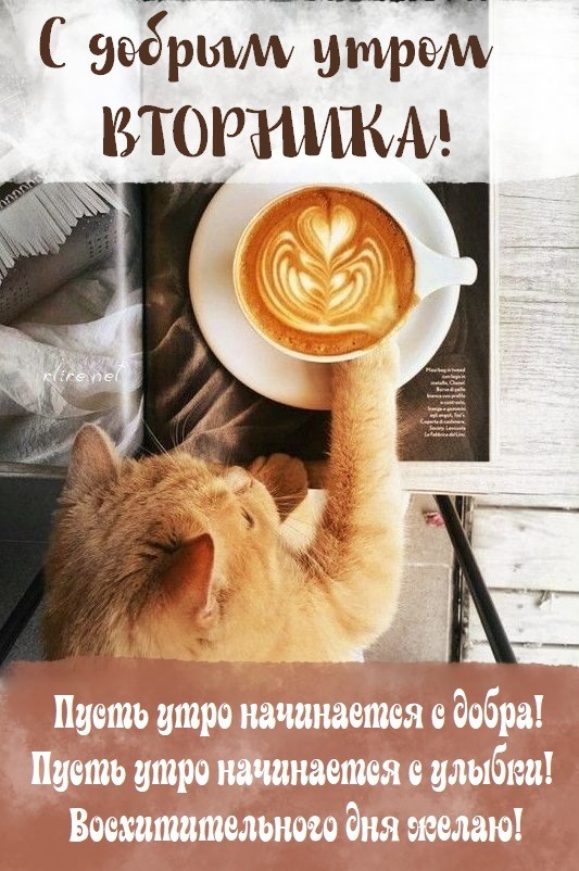 Чашка кофе и рыжий котик