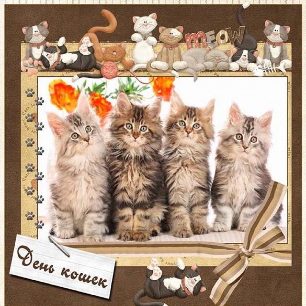 Картинка на день кошек 8 августа