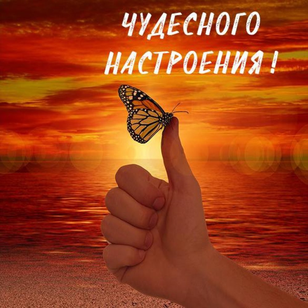 Картинка чудесного настроения с бабочками