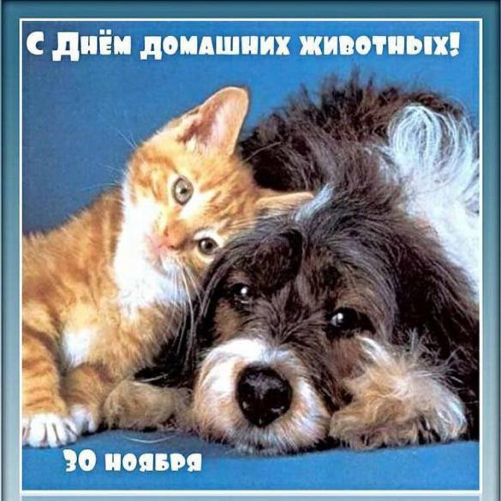 Красивая открытка с днем домашних животных