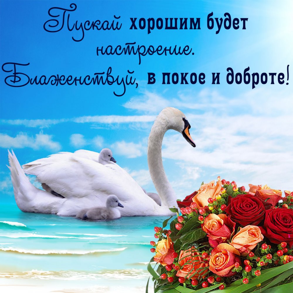 Букет цветов и красивый лебедь на воде