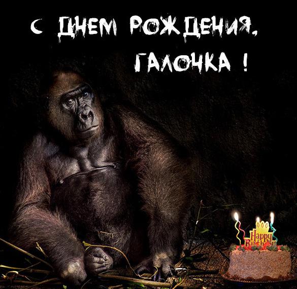 Прикольная открытка с днем рождения Галочка