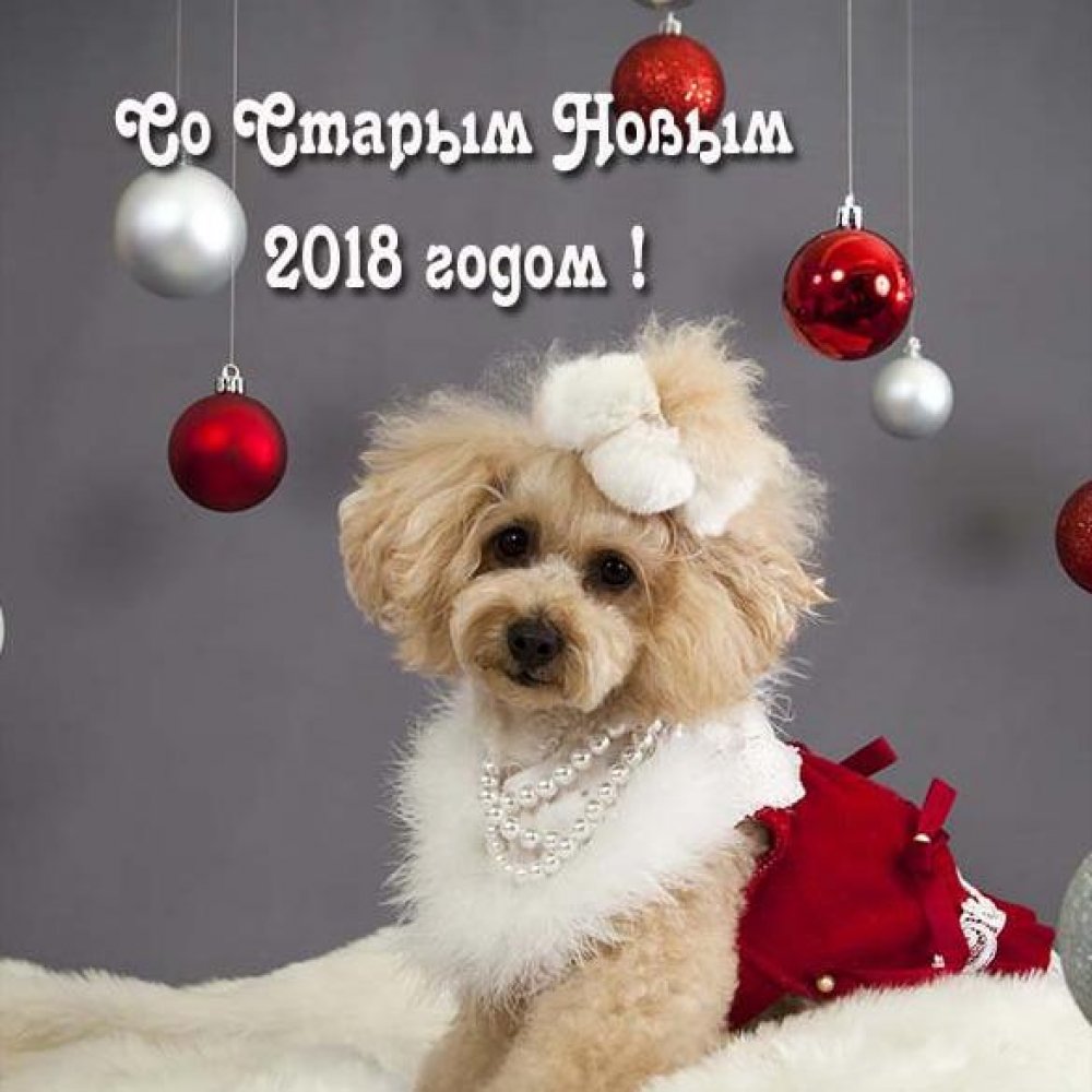 Открытка со Старым Новым Годом собаки