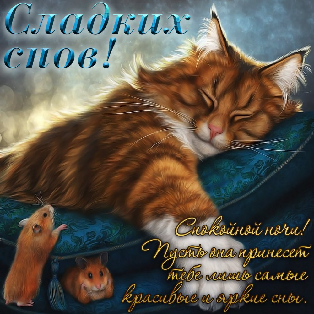 Картинка с котиком и пожеланием сладких снов