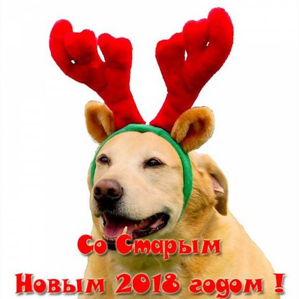 Открытка на Старый Новый год 2018 собаки