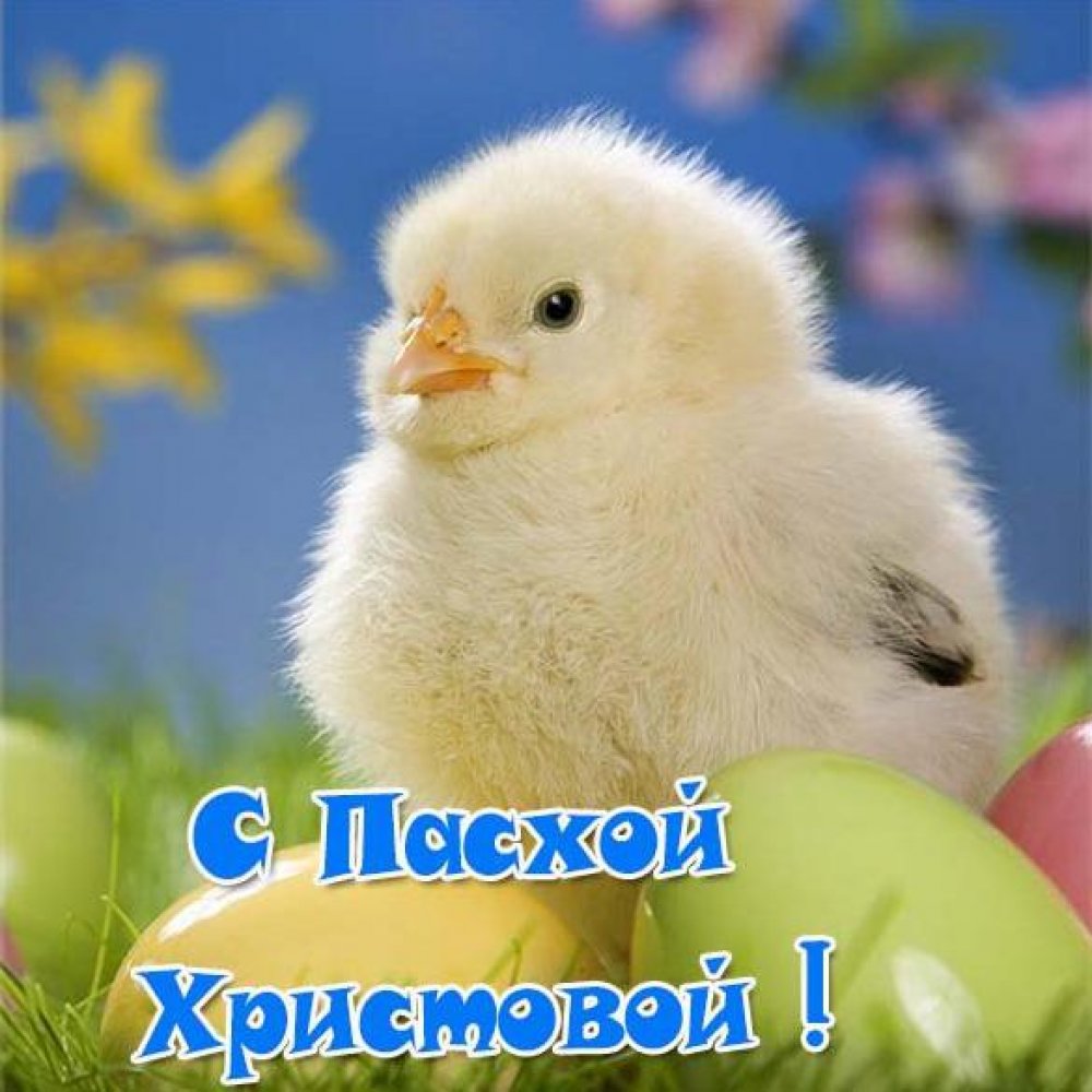 Пасхальная открытка с яйцом и цыпленком