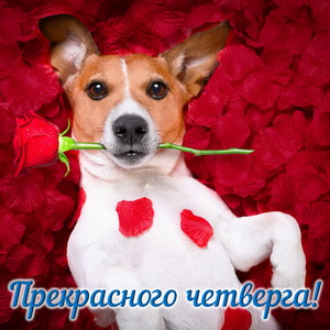 Картинка с собачкой на лепестках роз