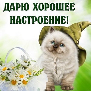 Картинка с пушистым котиком в шляпе