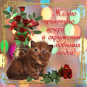 Милая картинка с котиком и цветами