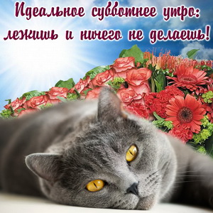 Картинка с котиком на фоне красных цветов