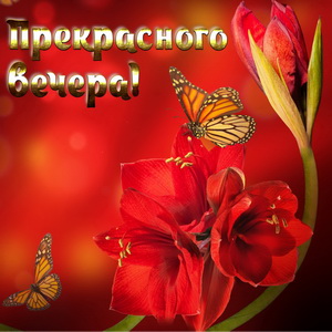 Бабочки на фоне красных цветов