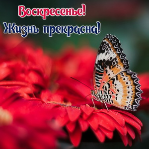 Картинка с бабочкой на красном цветке