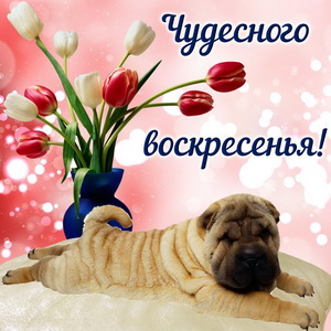 Картинка с букетом тюльпанов и милой собачкой