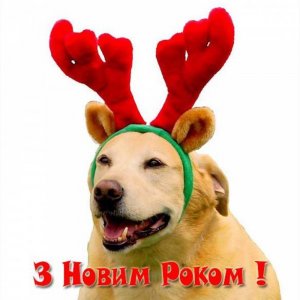 Поздравление с Новым Годом на украинском языке в открытке с юмором