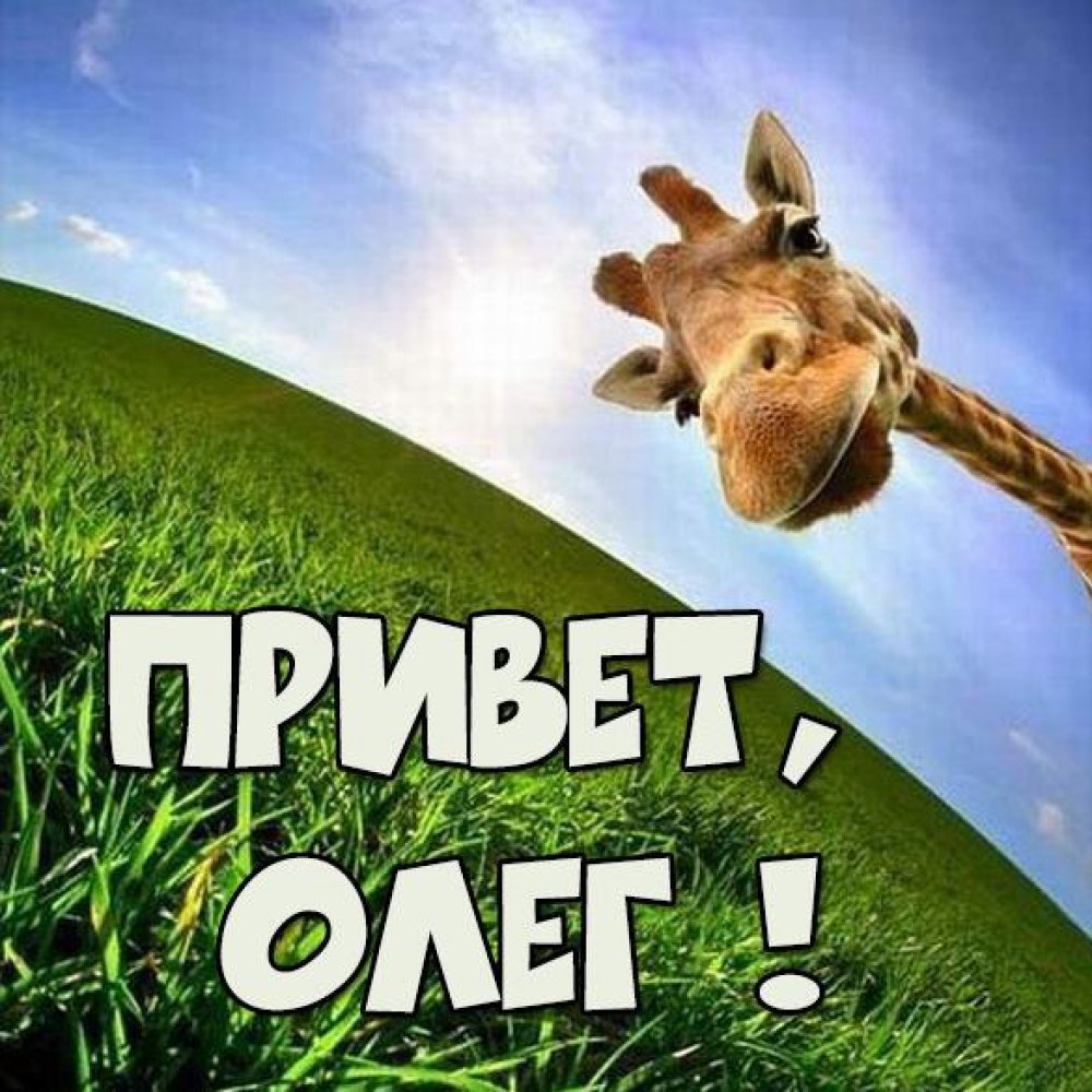 Смешная картинка привет Олег