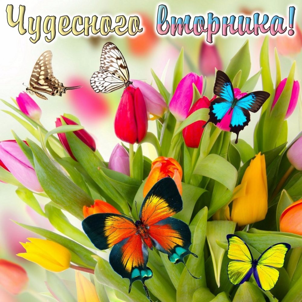Разноцветные бабочки на тюльпанах