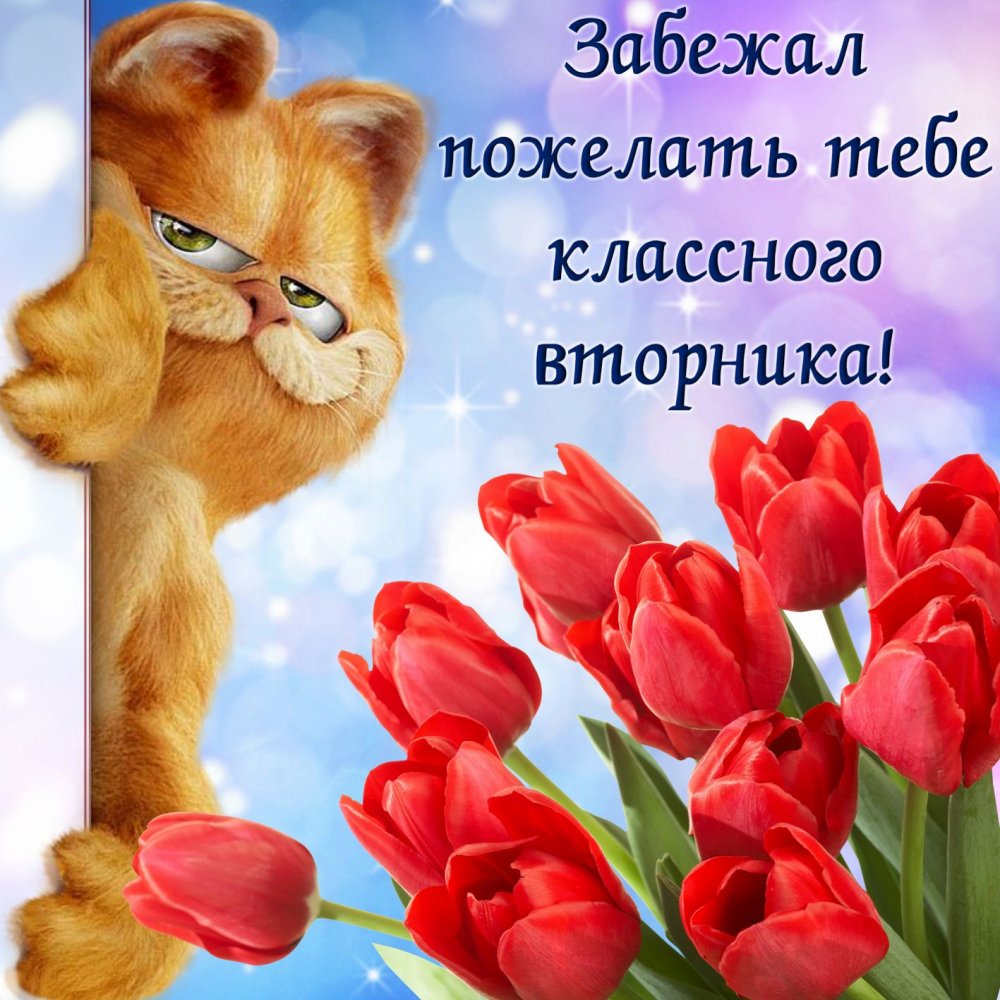 Красные тюльпаны и забавный котик