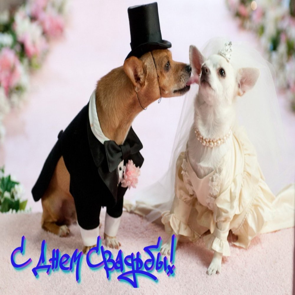 На свадьбу, собачки женятся