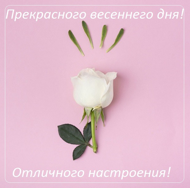 Белая роза для тебя