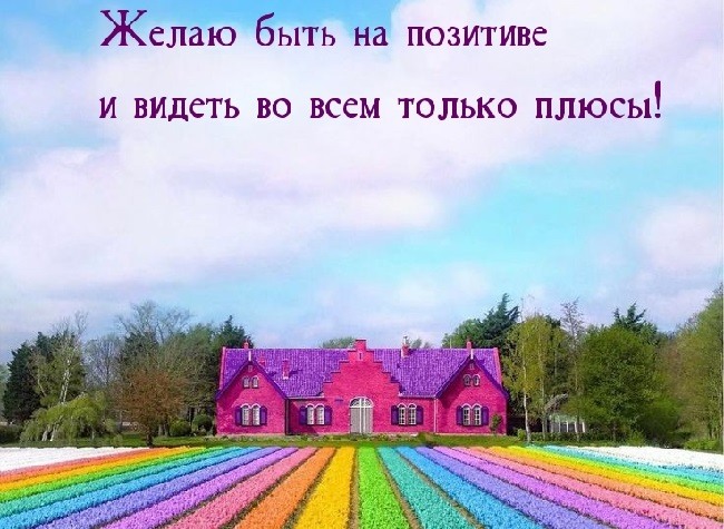 Разноцветное цветочное поле