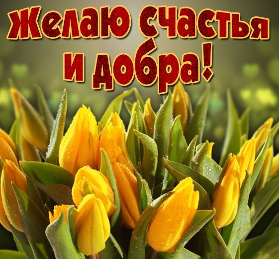 Желтые тюльпаны для тебя