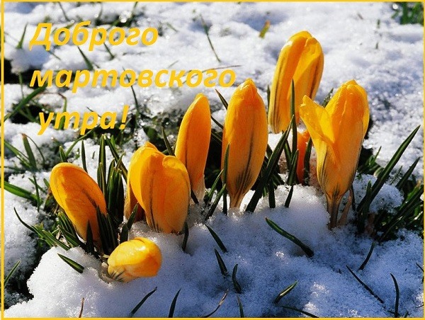 Желтые цветы на снегу