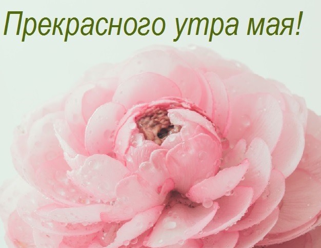 Розовые лепестки для тебя