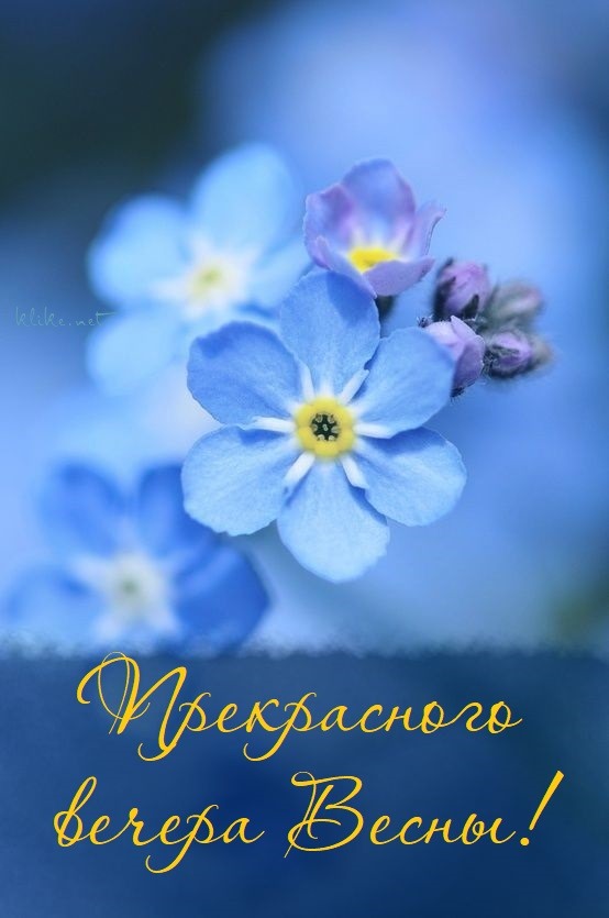 Синие лепестки цветов