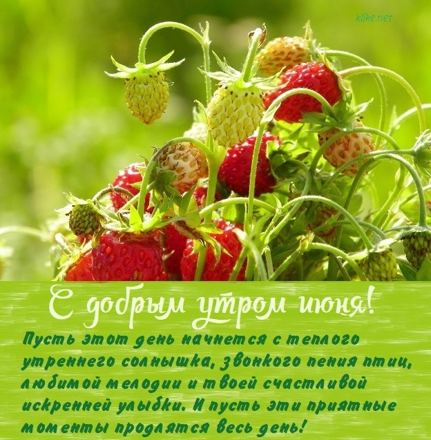 Спелые ягоды на природе