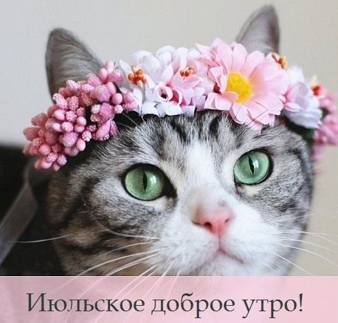 Котик с цветами Версия 7