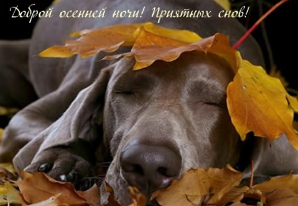 Собачка спит в желтых листьях