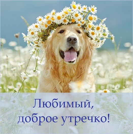 Собачка в цветочном поле
