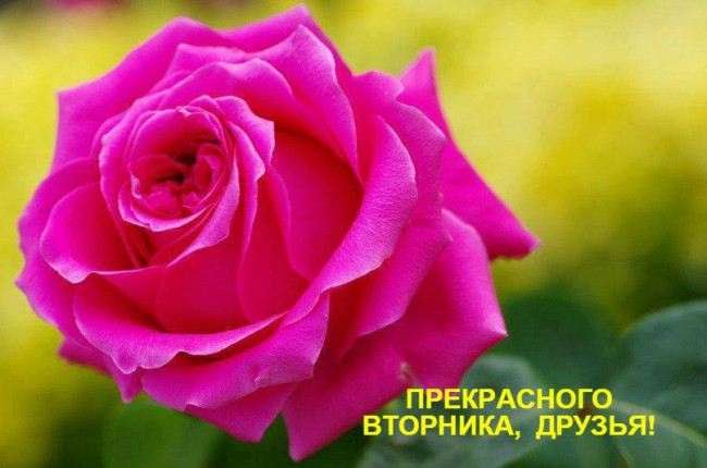 Розовые лепестки розы Версия 3