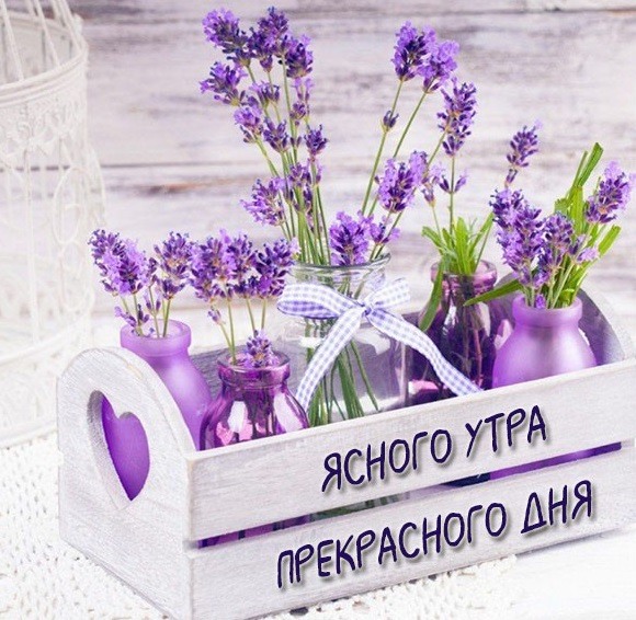 Фиолетовые цветы в подарок