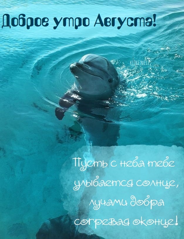 Дельфин в голубом море