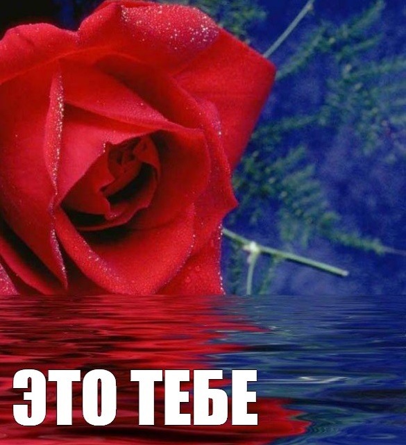 Красная роза на воде