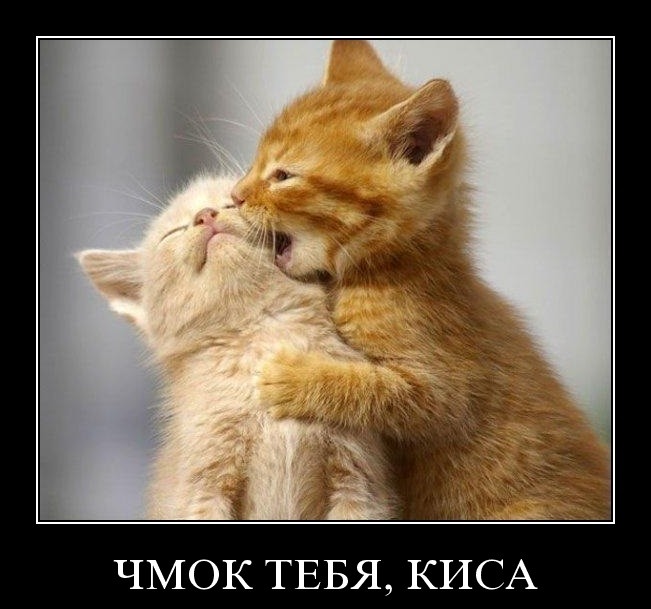 Котики мило целуются