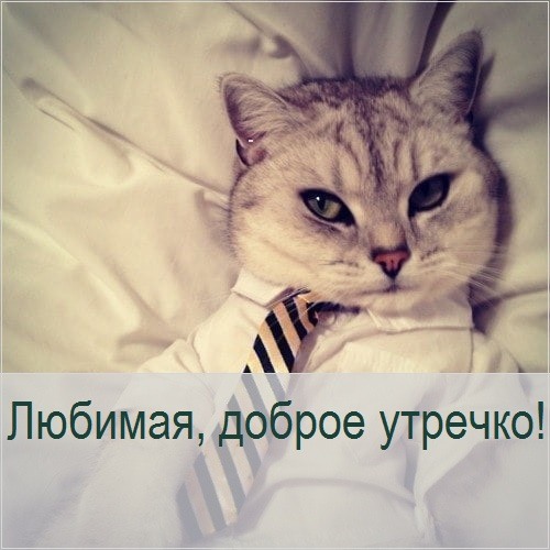 Милый котик в галстуке