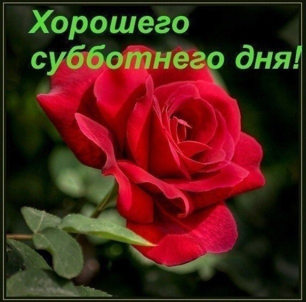 Большая красная роза Версия 2