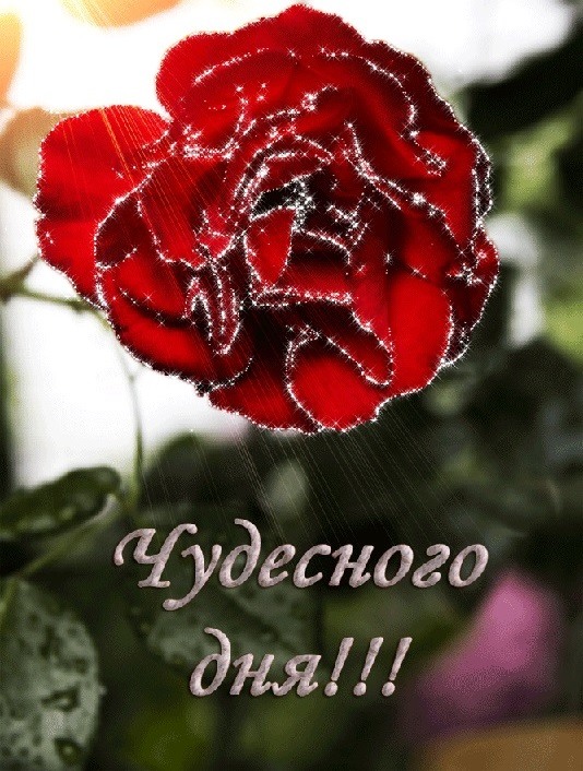 Блестящая красная роза Версия 2