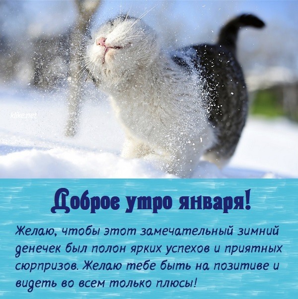 Прикольный котик со снегом