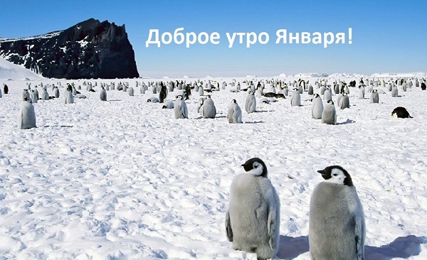 Много пингвинов на снегу