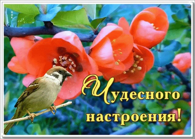 Красные цветы с птичкой