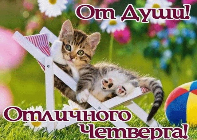 Занимательная открытка с котиками