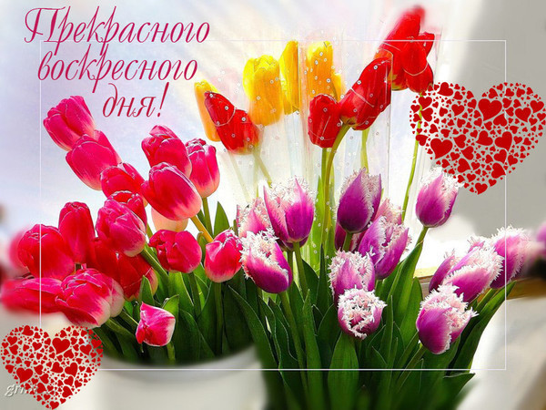 Красные и фиолетовые тюльпаны