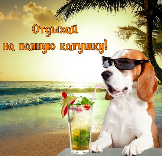 Собачка с коктейлем на пляже