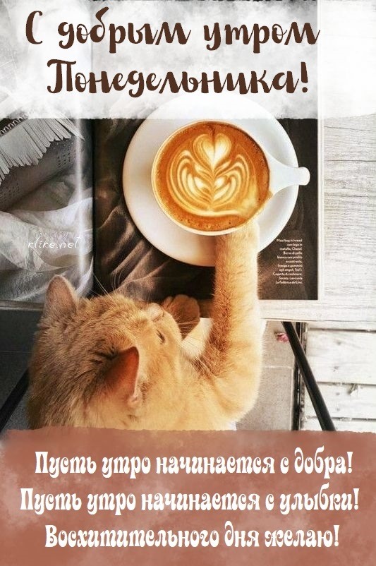 Котик и кофе