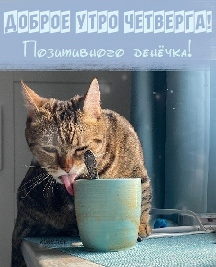 Забавный котик с чашкой